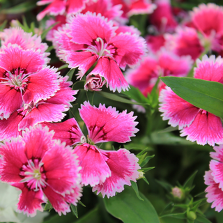 Pink dianthus flowering plants